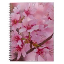 Bathin in Pink Japanese Cherry Blossoms