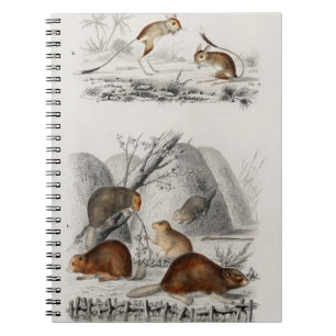 Cuaderno Beaver Jerboa