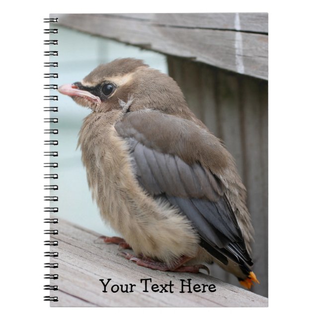 Cuaderno Bebé Cedar Waxwing Bird Nature (Frente)