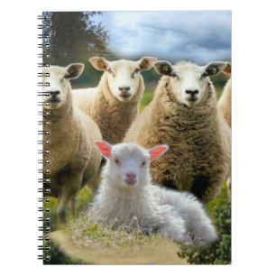 Cuaderno Bebé de oveja de oveja
