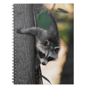 Cuaderno Bebé dulce Raccoon