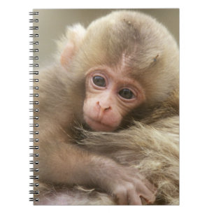 Cuaderno Bebé mono de nieve, Jigokudani, Nagano, Japón 2