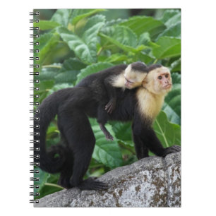 Cuaderno Bebé que lleva del mono adulto del capuchón en s