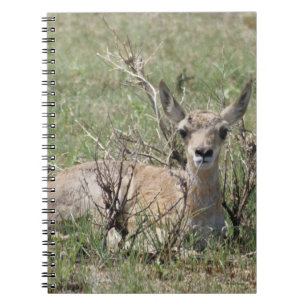 Cuaderno Becerro de antílope berrendo A7