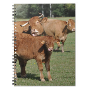 Cuaderno Becerro y vacas de Lemosín