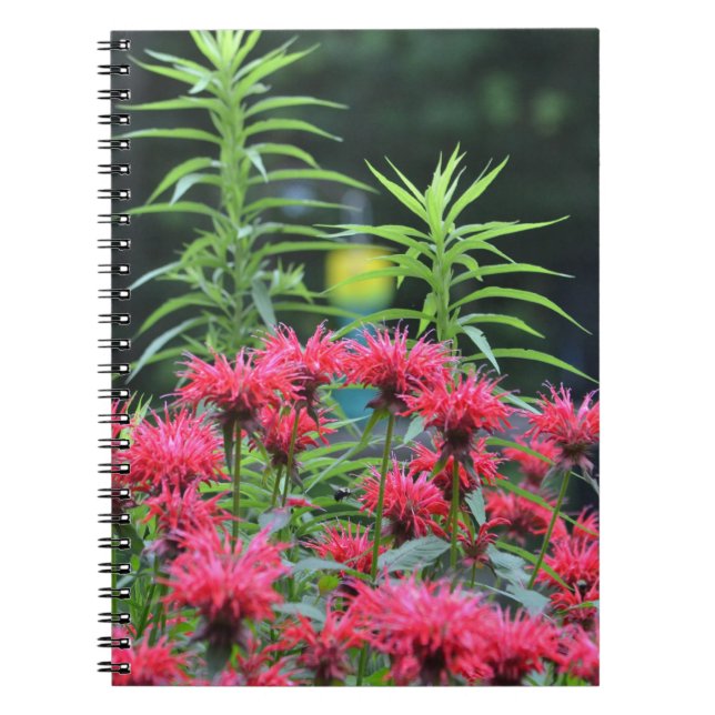 Cuaderno Bee Balm Notebook (Frente)