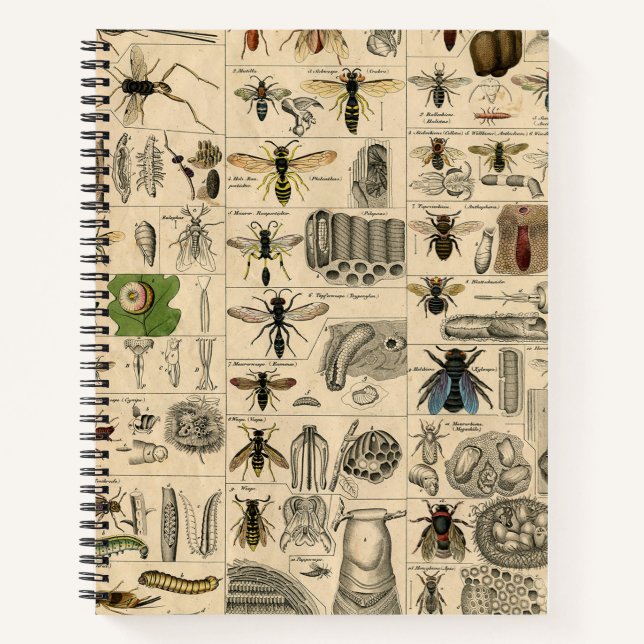 Cuaderno Bee Insect Bug Wasp Naturaleza Abejas Pintura (Anverso)
