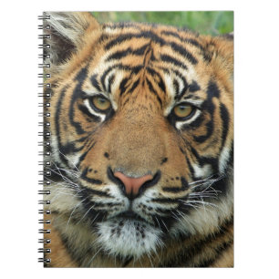 Cuaderno Bella tigre