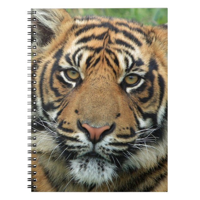 Cuaderno Bella tigre (Frente)
