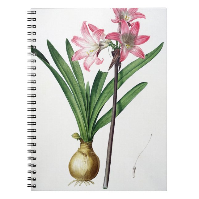 Cuaderno Belladona del Amaryllis, de "Les Liliacees", (Frente)