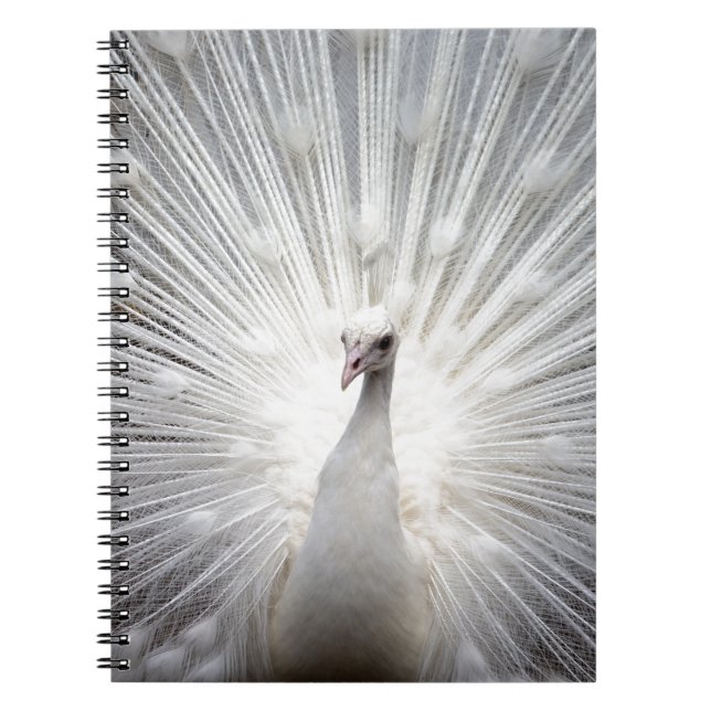 Cuaderno Bello pavo real blanco (Frente)