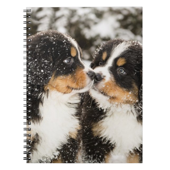 Cuaderno Bernese Mountain Dog Puppies Sniff Each Other (Frente)