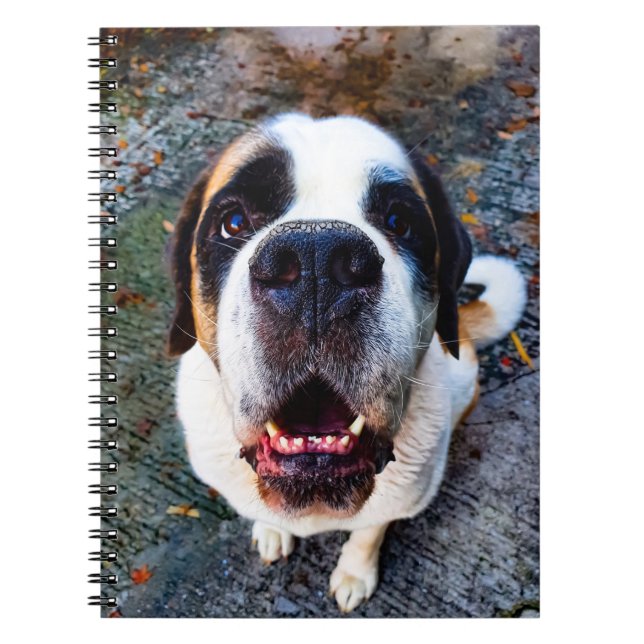 Cuaderno Bernhadiner  (Frente)