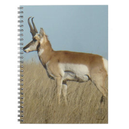 Cuaderno Berrendo A46