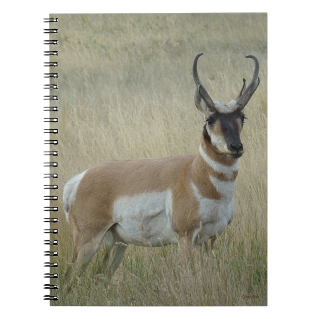 Cuaderno Berrendo Macho Grande A8 (Frente)