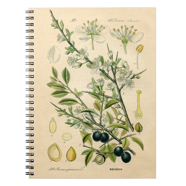 Cuaderno Berry de flores antiguas de espinas negras (Frente)