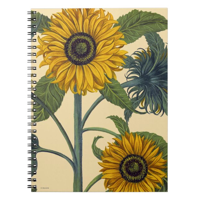 Cuaderno Besler: Girasol (Frente)