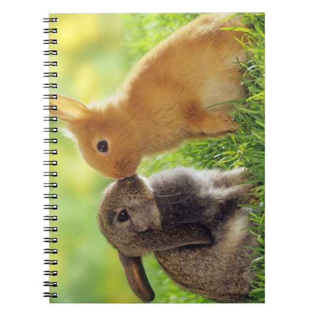 Cuaderno Beso del conejito (Frente)