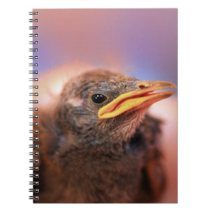 Cuaderno Bird