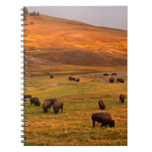 Cuaderno Bisonte que pasta en la colina en el valle de
