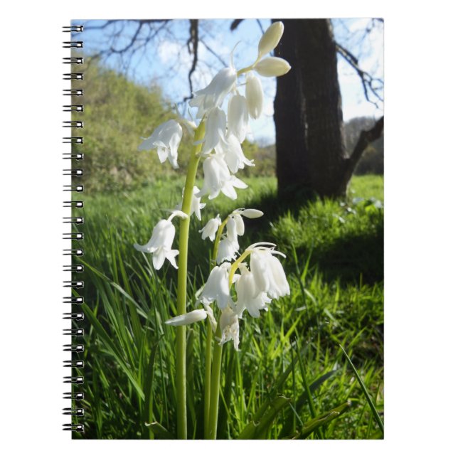Cuaderno blanco de los Bluebells (Frente)