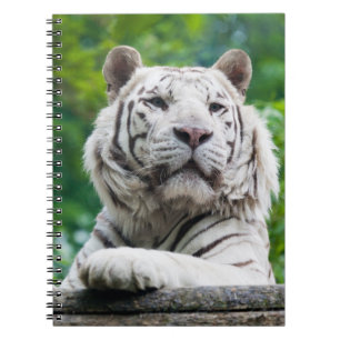 Cuaderno blanco del tigre