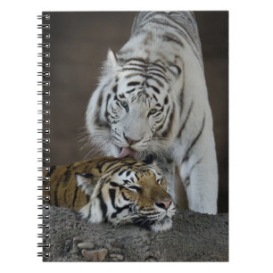Cuaderno Blanco y reclinación de los tigres de Brown