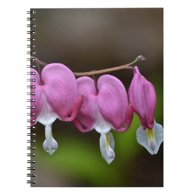 Cuaderno Bleeding Heart Notebook (Frente)