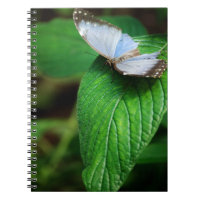 Bloc de notas Blue Morpho 112