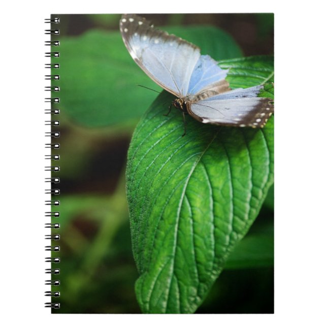 Cuaderno Bloc de notas Blue Morpho 112 (Frente)