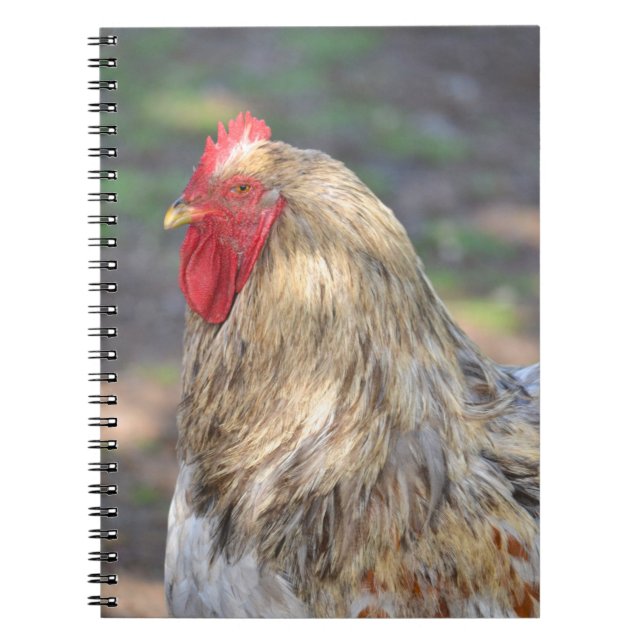 Cuaderno Bloc de notas Brahma Rooster (Frente)