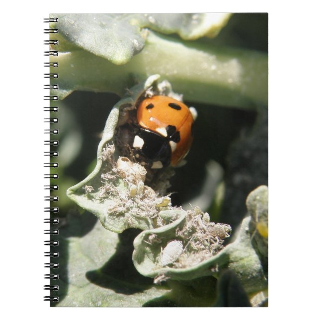 Cuaderno Bloc de notas británico 7 Spot Ladybug (Frente)