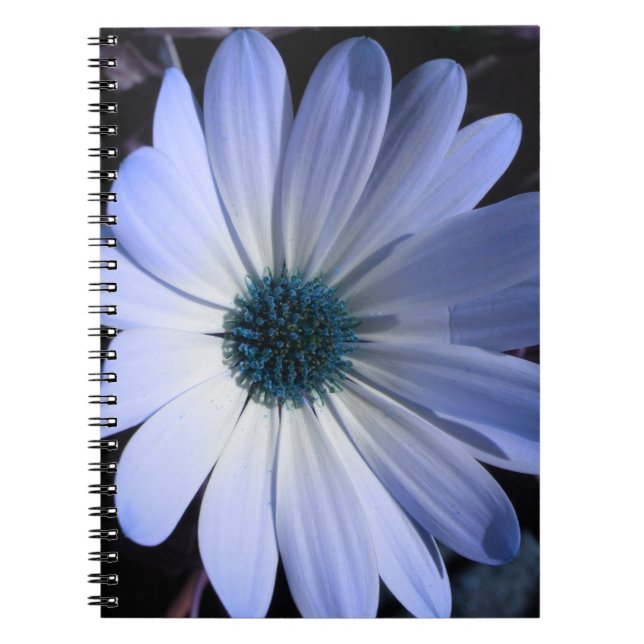 Cuaderno Bloc de notas con flores de margarita azul (Frente)