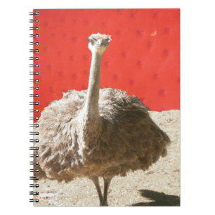 Cuaderno Bloc de notas de avestruz de Sudáfrica