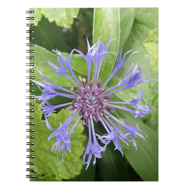 Cuaderno Bloc de notas de Cornflower azul (Frente)