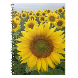 Cuaderno Bloc de notas de cosecha de campo de girasol amari