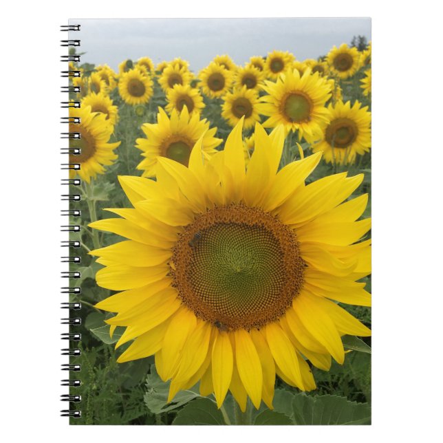 Cuaderno Bloc de notas de cosecha de campo de girasol amari (Frente)