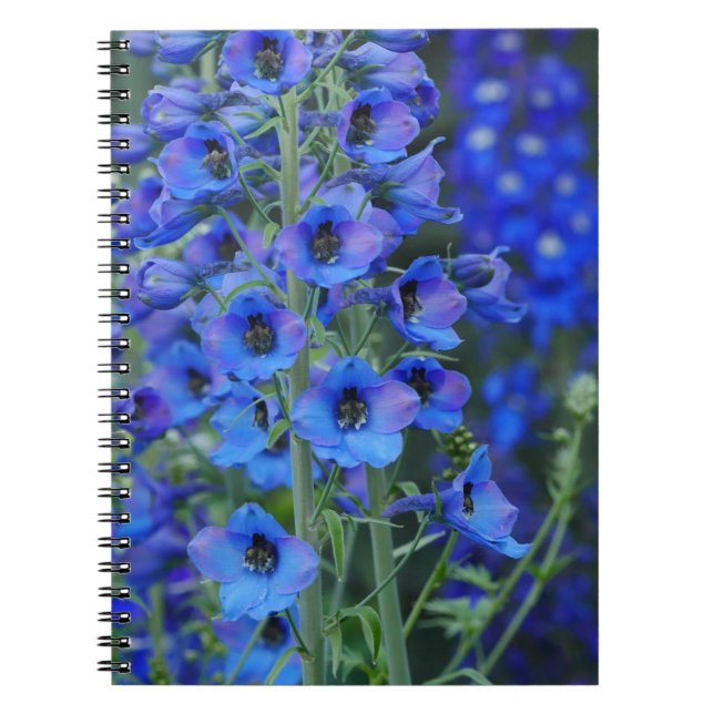 Cuaderno Bloc de notas de Delfinos Azules (Frente)