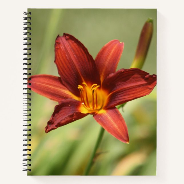 Cuaderno Bloc de notas de flores Red Daylily (Anverso)
