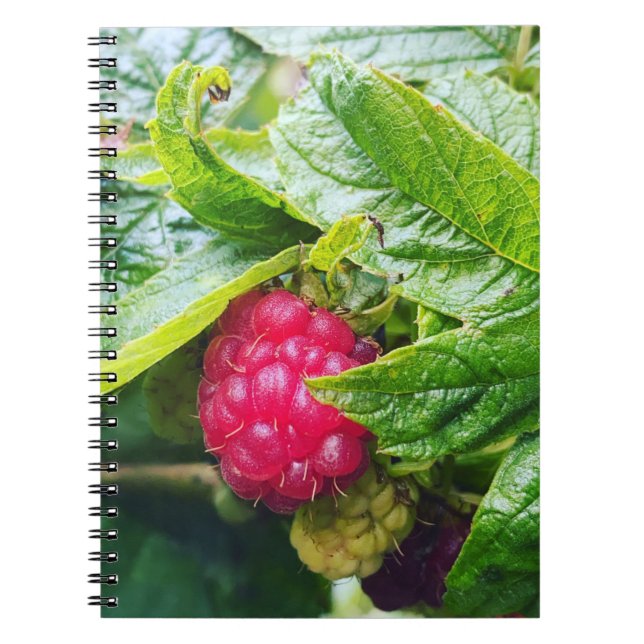 Cuaderno Bloc de notas de frambuesa (Frente)
