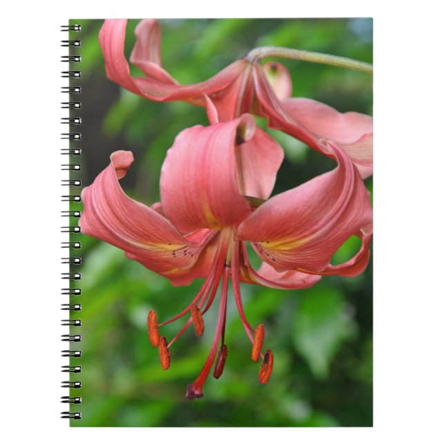 Cuaderno bloc de notas de impresión de lirio tigre naranja (Frente)