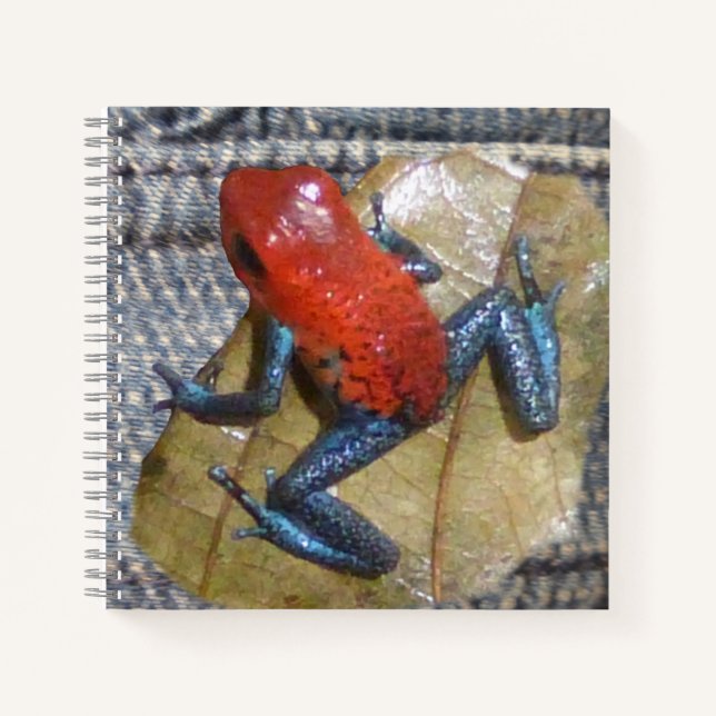 Cuaderno Bloc de notas de Jeans Azules Frog Square (Anverso)