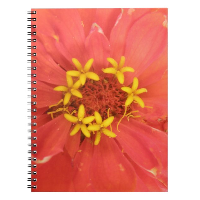 Cuaderno Bloc de notas de macros de zinnia roja (Frente)