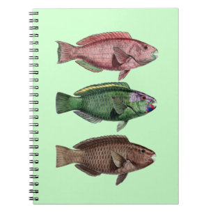 Cuaderno Bloc de notas de pez loro