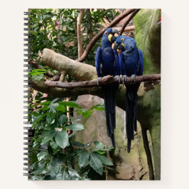 Cuaderno Bloc de notas en espiral de loro de Macaw