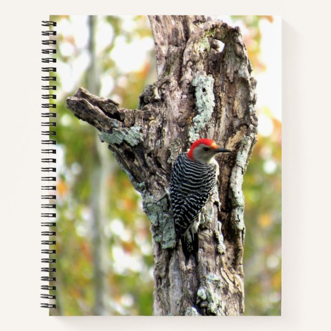 Cuaderno Bloc de notas en espiral de pájaro carpintero rojo (Anverso)