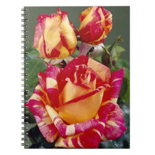 Cuaderno Bloc De Notas En Espiral De Rosas Amarillas Y Rosa