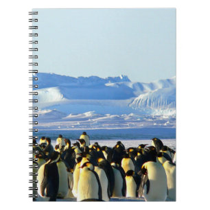 Cuaderno bloc de notas en espiral pingüino