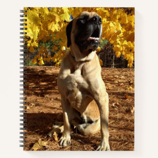 Cuaderno bloc de notas espiral de Mastiff en inglés