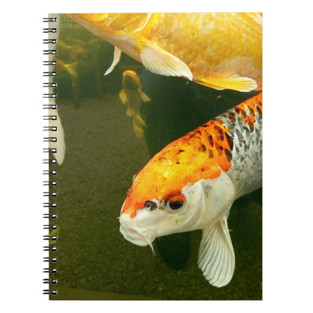 Cuaderno Bloc de notas fotográficas para carpas de Koi (Frente)